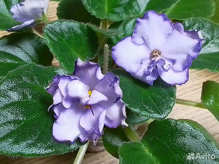 Цветущие фиалки