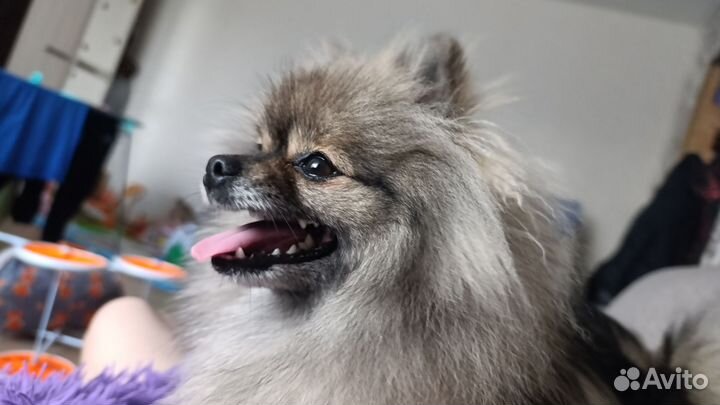 Вязка собак шпиц