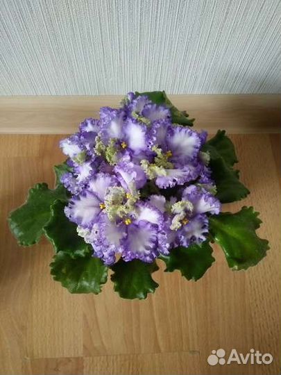 Сортовая фиалка Curly Ocean