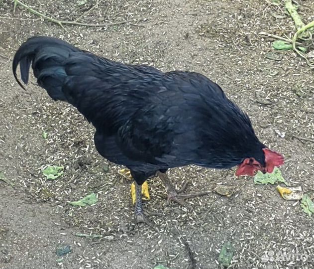 Молодые петухи