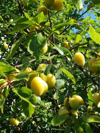 Дом 137 м² на участке 55 сот.