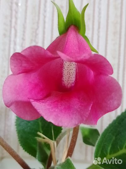 Глоксинья Тидея