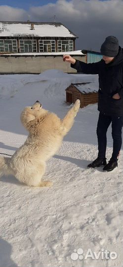 Маремма кабель вязка