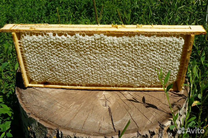 Свежий цветочный мед 2023 года