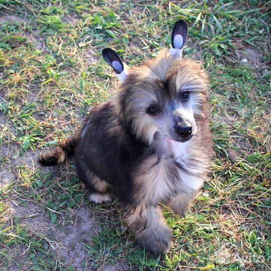 Пуховая бронзовая девочка