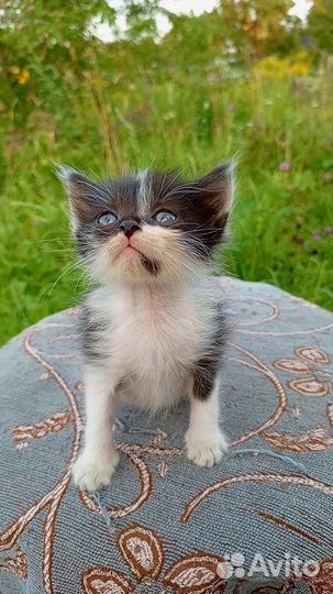 1,5-месячные котятки ищут дом