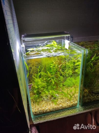 Аквариум кубик (готовый комплекс), криптокарина