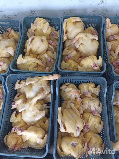 Куры бройлеры тушки мясо