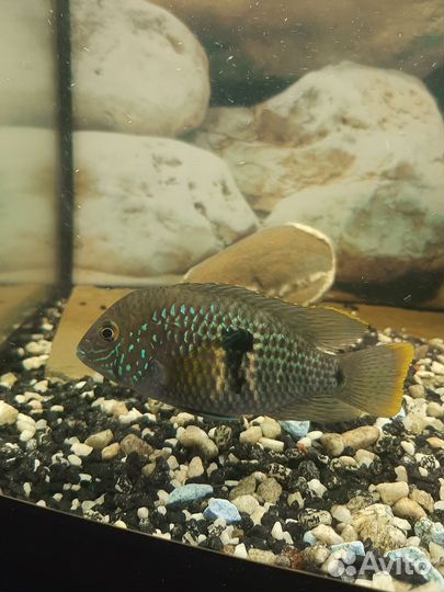 Бирюзовая Акара и оборудование