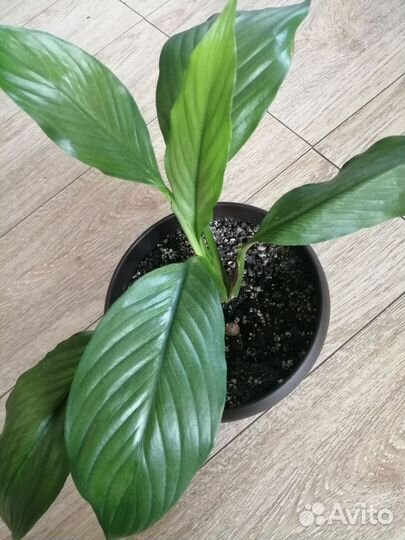 Цветики домашние