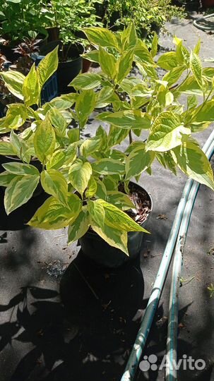 Декоративные растения для сада