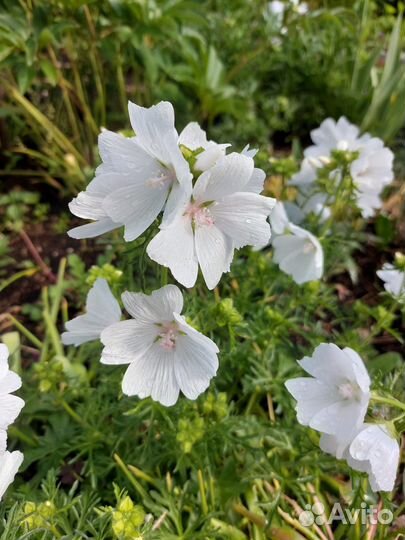 Мальва мускусная