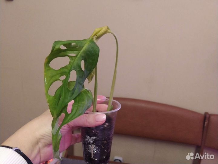 Монстера манки