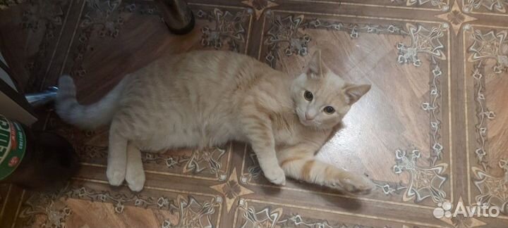 Отдам в добрые руки