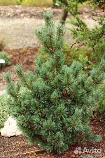 Сосна мелкоцветная loma linda