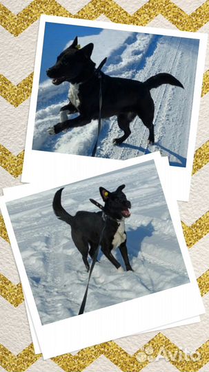 Замечательная собачка в добрые руки