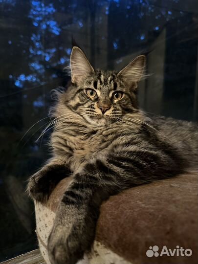 Котята мейн-кун девочка