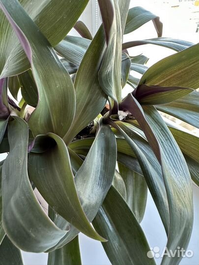 Традесканция рео