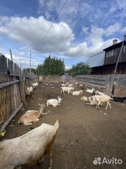 Овцы, бараны