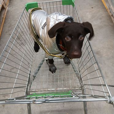 Английский пойнтер, щенок