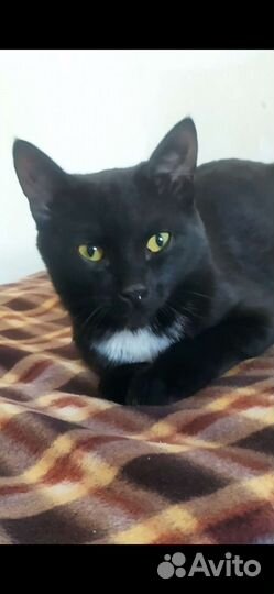 Кошка