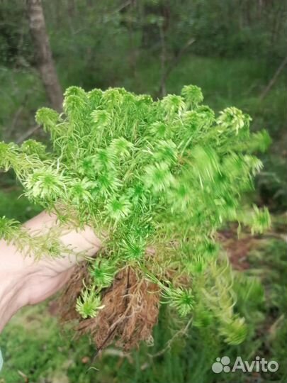 Мох сфагнум живой