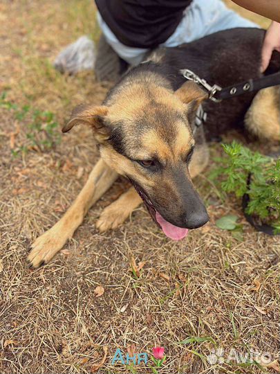 Лучшая Собака ищет дом