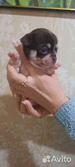 Щенки чихуахуа