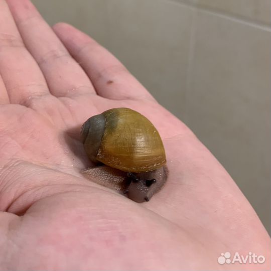 Улитки архахатины разные виды