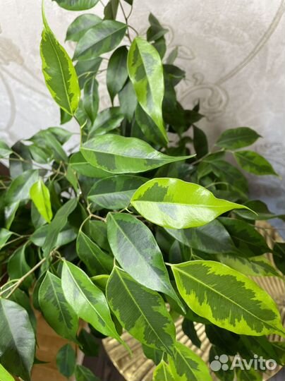 Фикус бенджамина