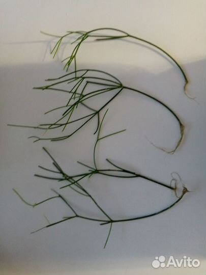 Рипсалис. Первый росток бесплатно