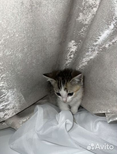 Котёнок с лотком