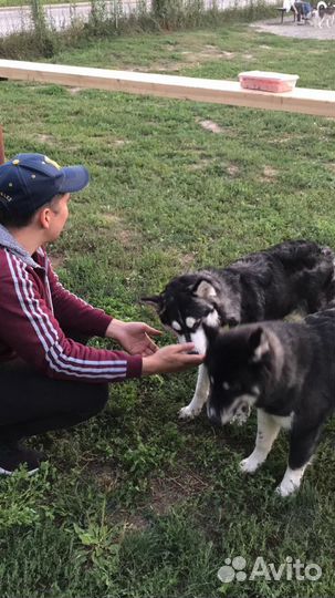 Передержка собак,зоогостиница,домашняя передержка