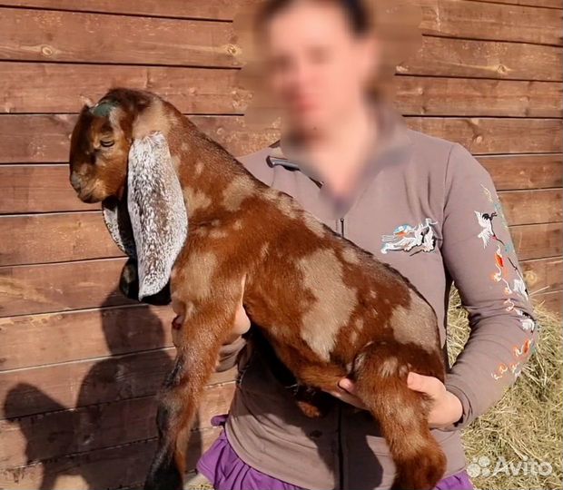 Козлик камори-нубийский