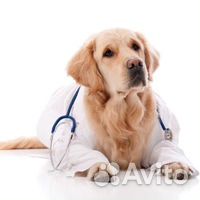 Вызов вет. врача. Ветеринарная клиника 