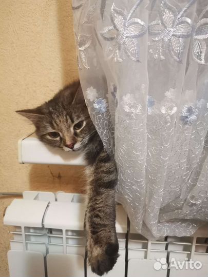 Кошка