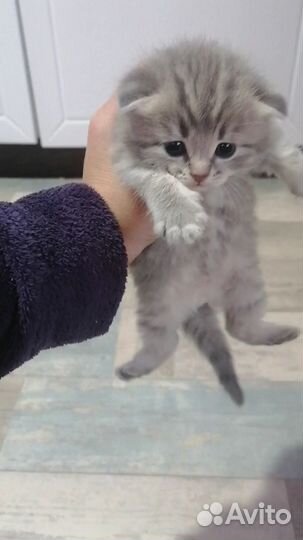 Шотландская