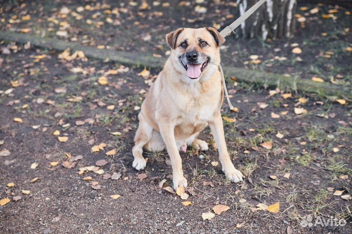 В добрые руки яркий рыжий Коломиец