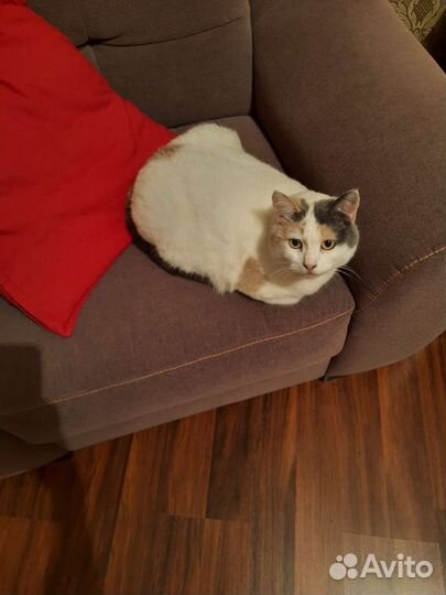 Кошка в добрые руки