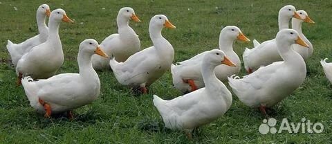 Мясо домашней птицы