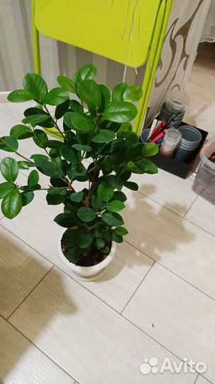 Фикус бенджамина
