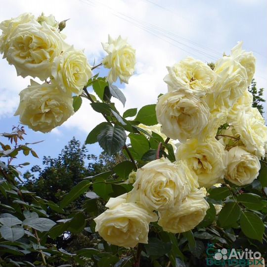 Розы плетистые саженцы
