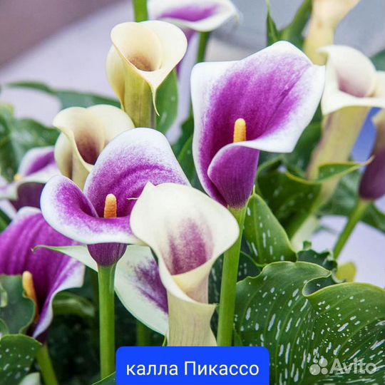 Каллы разные