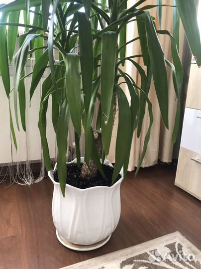 Пальма юкка