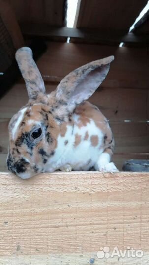 Кролик для вязки