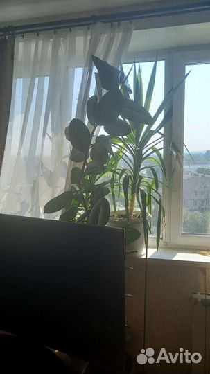 Фикус 2м.20см