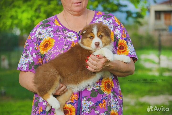 Щенки австралийской овчарки