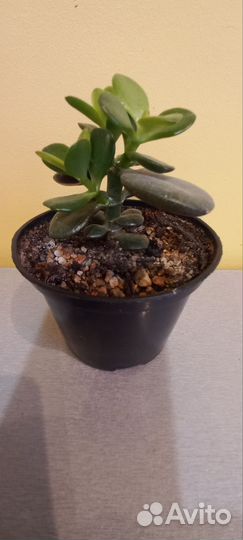 Красула овата минор