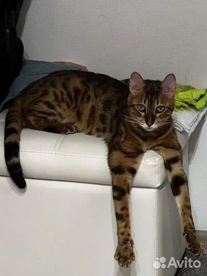 Бенгальский кот