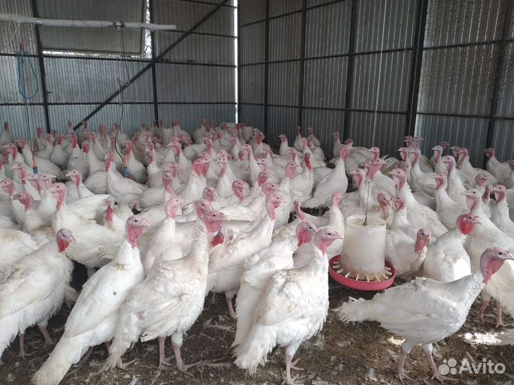 Индюки (самец)